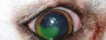 corneal ulceration in dogs and cats