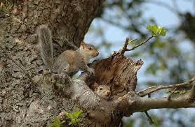 eastern grey squirrel wildlifenyc
