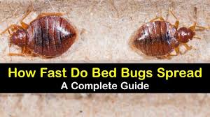 How Do Bed Bugs Spread A Complete Guide
