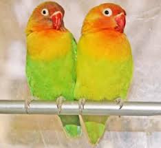 about lovebirds pet parrots 101