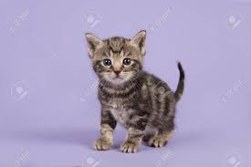 Shown are three adorable little kittens. Cute Tabby Baby Cat Kitten Walking Towards The Camera On A Lavender Stock Photo Picture And Royalty Free Image Image 89119192