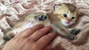 So much kitten cuteness, i may explode with happiness!!!! Precious Tiny Newborn Kitten Youtube