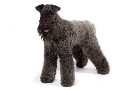 Look at pictures of kerry blue terrier puppies who need a home. Kerry Blue Terrier Dog Breed Information
