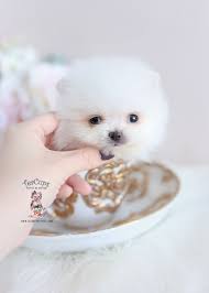 Yorkshire terriers were already popular dogs at their standard small size, and the teacup variety is a favorite, too. Tiny Teacup Pomeranian Puppy For Sale 346 B Pomeranianpuppiesforsale Teacuppomeranianpuppy Tiny Teacup Pomeranian Pomeranian Puppy For Sale Pomeranian Puppy