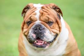 We did find that it sometimes arrived stale, and some bags may contain bugs. Best Dog Food For An Bulldog With A Sensitive Stomach Spot And Tango