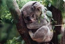 Image result for Eucalyptus Plant
