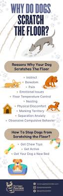 why do dogs scratch the floor is this