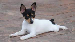 Your pup's metabolism will not regulate the body correctly when this condition is present. Toy Fox Terrier Price Temperament Life Span