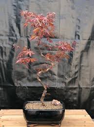 anese red maple bonsai treecurved