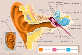 Human Ear Structure Function Parts Britannica