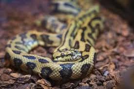 fun carpet python facts for kids kidadl