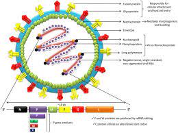 Zoonotic diseases, or diseases which have the capability to jump species, animals to humans or vice versa, have been particularly troublesome and deadly. Structure Of Nipah Virus Download Scientific Diagram