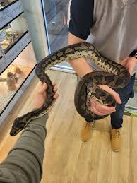 carpet pythons unique reptiles for