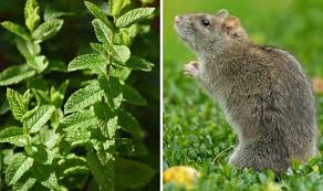 Deterring Rats From Nesting Your Garden