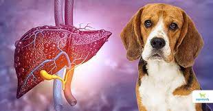 early signs of liver disease in dogs