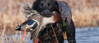 retrieving for duck dogs vetsouth