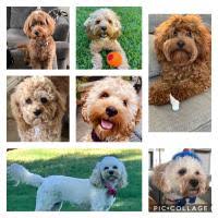 Find 846 cockapoos for sale (cocker spaniel x poodle) on freeads pets uk. Cockapoos Breeders Registry American Cockapoo Club