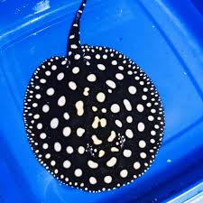 Dennis Discus Fish - Check Our Pure Black Diamond Freshwater Stingrays at https://dennisdiscusfish.com | Facebook