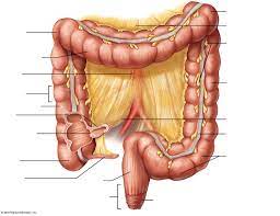 the large intestine figure 38 10
