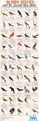 50 bird species and the sounds