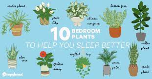 perfect plants for your bedroom
