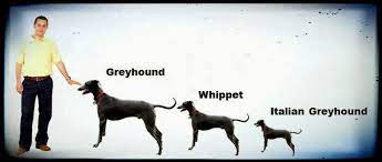 • greyhounds can live more time than the italian greyhounds. Greyhound Whippet Italian Greyhound Size Comparison Dog In Spanish Whippet Guide Dog Training