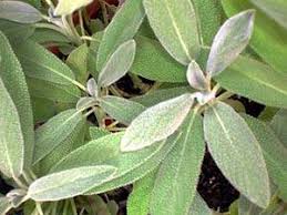 top 8 sage herb salvia officinalis