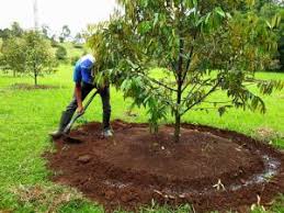 Cara kawin pohon durian musang king & duri hitam, 1 pohon 2 jenis durian. Cara Menanam Pohon Durian Jual Bibit Tanaman Buah Termurah Mekar Bibit