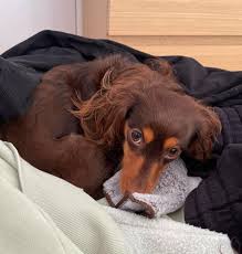 long haired dachshund ultimate breed