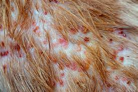 folliculitis in dogs whole dog journal