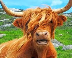 Scottish Highland Cow Animals Paint