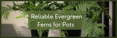 8 Evergreen Ferns For Pots Containers