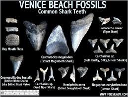 Fossil Shark Teeth Identification Of Venice Beach Florida