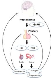 figure hypothalamic pituitary gonadal