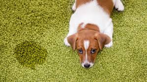 home remes to remove dog urine from
