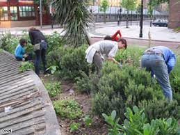 guerrilla gardeners green their city on