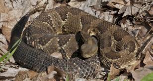 Meet Ohios 3 Venomous Snakes