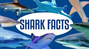 70 thrilling shark facts that will