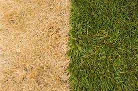 How to revive dead grass | Lawn Care Guide by Lawn Love