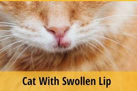 cat with swollen lip what is the