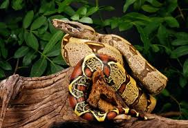 How To Care For A Pet Red Tail Boa