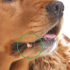 white spots or ps on dogs lips