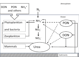 Simplified Chart Of The Nitrogen Cycle Download