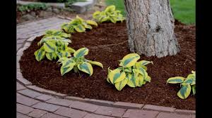 planting a hedge of autumn frost hostas