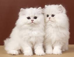 White little munchkin kitten picture. Two White Fluffy Kittens Adorable Wallpapers And Images Desktop Nexus Groups