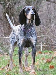 There are 1418 blueticks for sale on etsy, and they cost $17.06 on average. Pin On That Darn Coon Dog