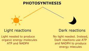 What Are Dark And Light Reactions In Photosynthesis