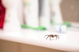 does diy pest control for spiders