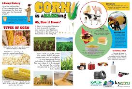 all about corn teachkyag
