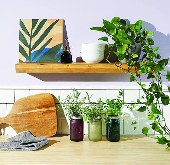 Modern Sprout Garden Jar, Cilantro // amazon.com